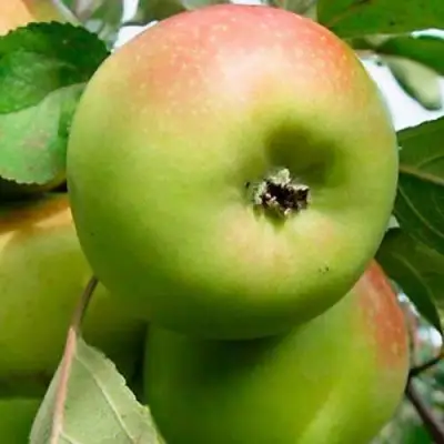 Яблоня БРАТ ЧУДНОГО стелющаяся в Гродно