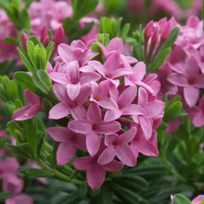 Волчеягодник КОЛЛИНА ГАРАЛЕНС в Гродно