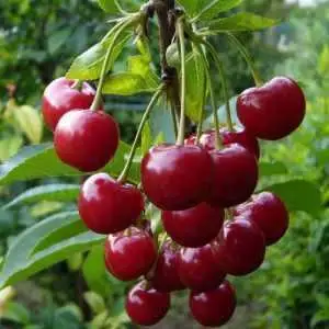 Дюк ФАКЕЛ в Гродно