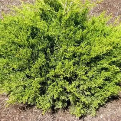 Можжевельник ИЗАБЕЛИН китайский в Гродно