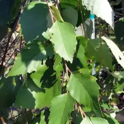 Береза САММЕР КАСКАД черная в Гродно