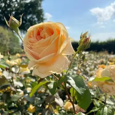 Роза КЕНДЛАЙТ чайно-гибридная в Гродно