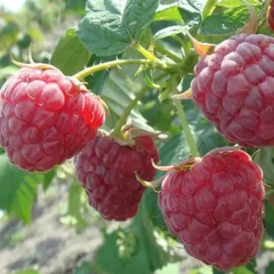 Малина БРУСИЛОВСКАЯ в Гродно