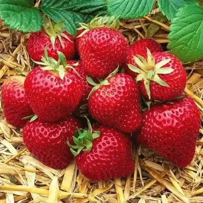 Клубника ХОНЕЙ в Гродно