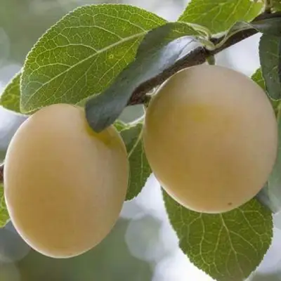 Слива УТРО в Гродно