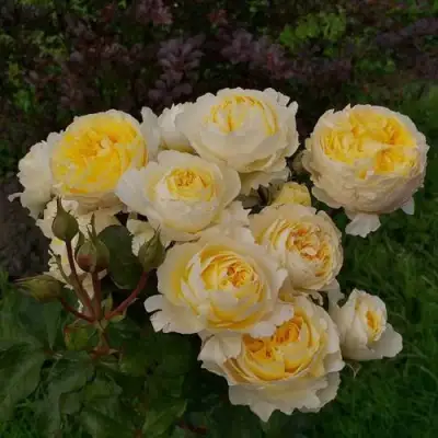 Роза БЕАТРИС английская в Гродно