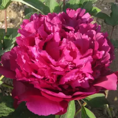 Пион ТАЙНАЯ СТРАСТЬ древовидный в Гродно