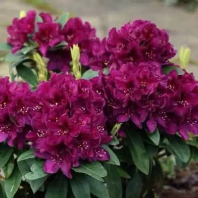 Рододендрон КАЛИ в Гродно