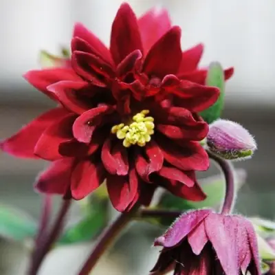 Аквилегия РУБИ ПОРТ обыкновенная в Гродно