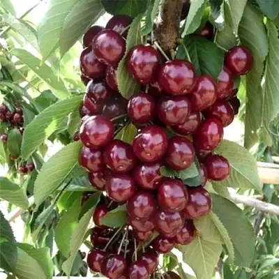 Черешня СИЛЬВИЯ колоновидная в Гродно