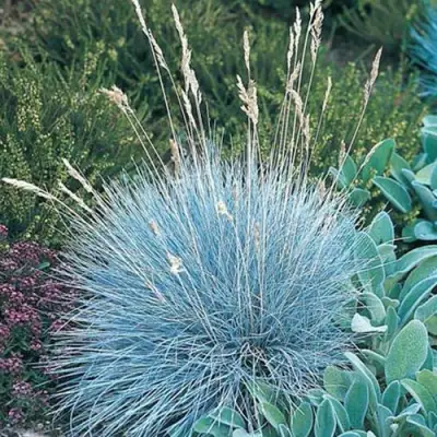 Овсяница АЙСФОГЕЛЬ сизая в Гродно