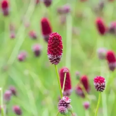 Кровохлебка БИТЛВИНГЗ в Гродно