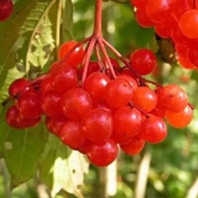 Калина ПАМЯТИ ВАЛЕНТИНЫ в Гродно