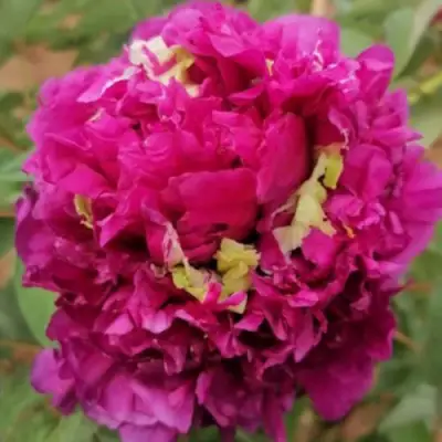 Пион ПОЛЕТ ЛАСТОЧКИ древовидный в Гродно