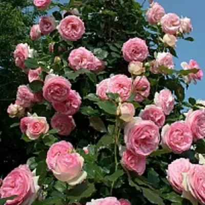 Роза ПЬЕР ДЕ РОНСАР плетистая в Гродно