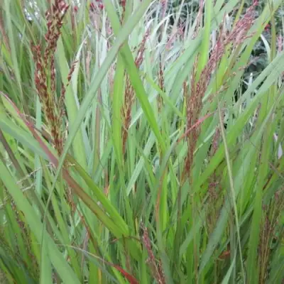 Просо ВЭРРИОР прутьевидное в Гродно