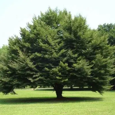 Бук обыкновенный в Гродно