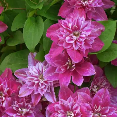 Клематис МАЙ ДАРЛИНГ  в Гродно