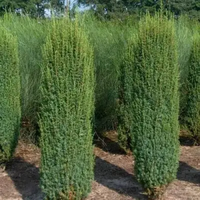 Можжевельник ХИБЕРНИКА обыкновенный  в Гродно