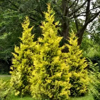 Туя ГОЛДЕН БРАБАНТ западная в Гродно