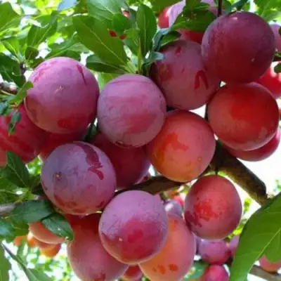 Слива НЕКТАРИННАЯ АРОМАТНАЯ в Гродно