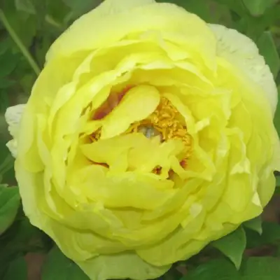 Пион ЗОЛОТО ПОДНЕБЕСНОЙ древовидный в Гродно