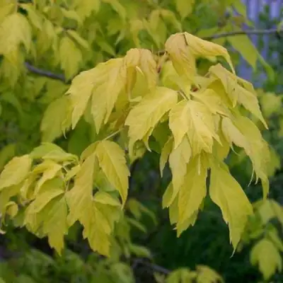 Клен ясенелистный в Гродно