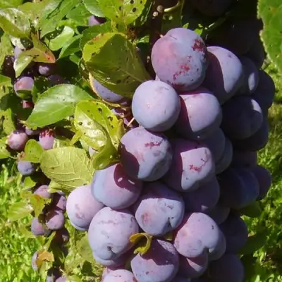 Слива НАГРАДА НЕМАНСКАЯ в Гродно