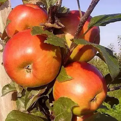 Яблоня ФРИДОМ в Гродно