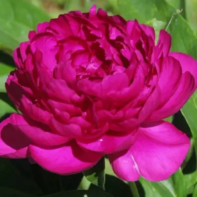 Пион БАРХАТ НОЧИ травянистый в Гродно