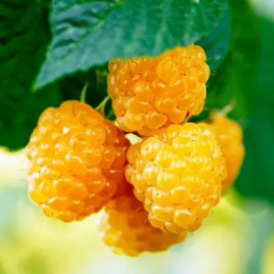 Малина МЕДОВАЯ в Гродно