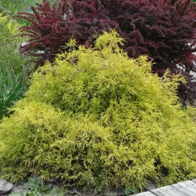 Кипарисовик ГОЛДЕН МОП горохоплодный в Гродно