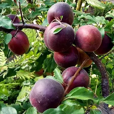 Шарафуга БЕЛЛА РОЯЛЬ в Гродно