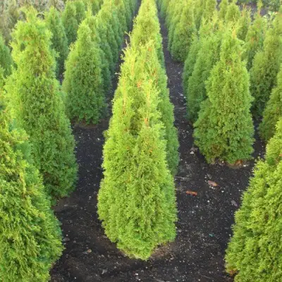 Туя САННИ СМАРАГД западная  в Гродно