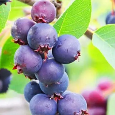 Ирга СМОУКИ в Гродно