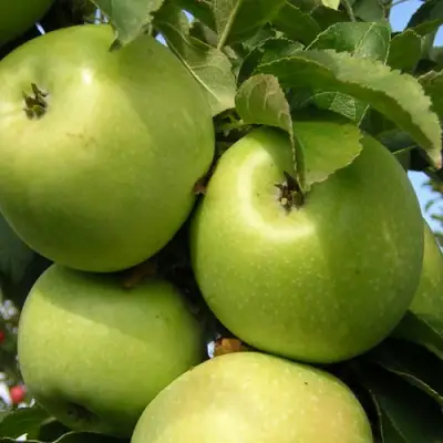 Яблоня КАЛУЖАНКА в Гродно