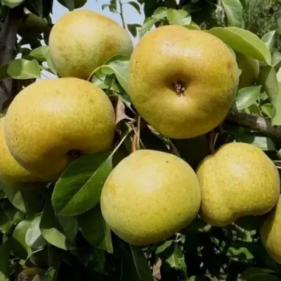 Груша ПЛАТОНОВСКАЯ в Гродно