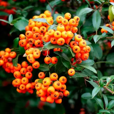 Пираканта ОРАНЖ ГЛОУ в Гродно