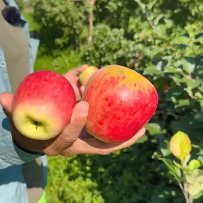 Яблоня БЛАГАЯ ВЕСТЬ в Гродно