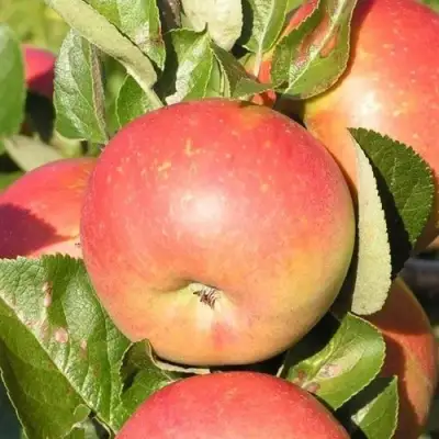 Яблоня РЕДКРАФТ в Гродно