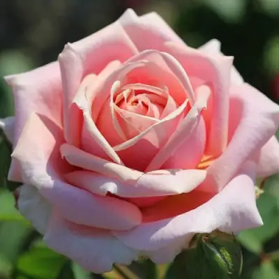 Роза ФРЕДЕРИК МИСТРАЛЬ чайно-гибридная в Гродно