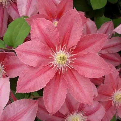 Клематис ЛИТЛ МЕРМЕЙД в Гродно