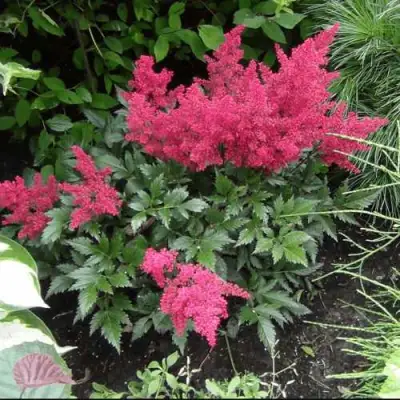 Астильба БОНН японская в Гродно