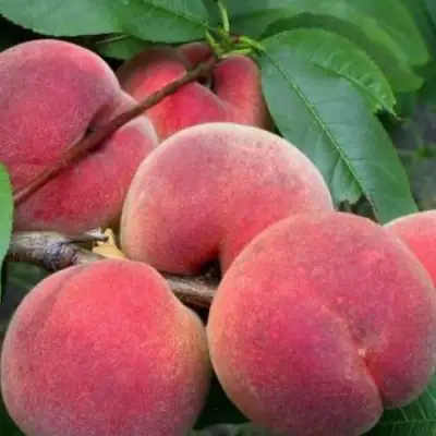 Персик ЮБИЛЕЙ СТОЛИЦЫ колонновидный в Гродно
