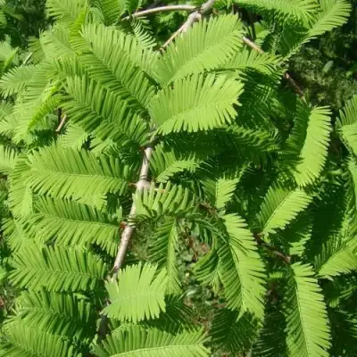 Метасеквойя  ГЛИПТОСТРОБОИДНАЯ  в Гродно