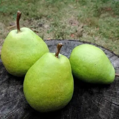 Груша БЕРЕ ЛЮКА в Гродно