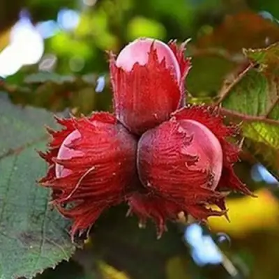 Фундук КРАСНЫЙ ЯНТАРЬ в Гродно