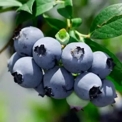 Голубика СИЕРРА в Гродно