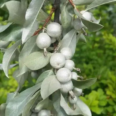 ЛОХ СЕРЕБРИСТЫЙ в Гродно