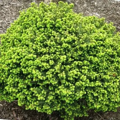 Ель ЛИТЛ ДЖЕМ обыкновенная в Гродно